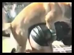 Brown dog rides a leather gal